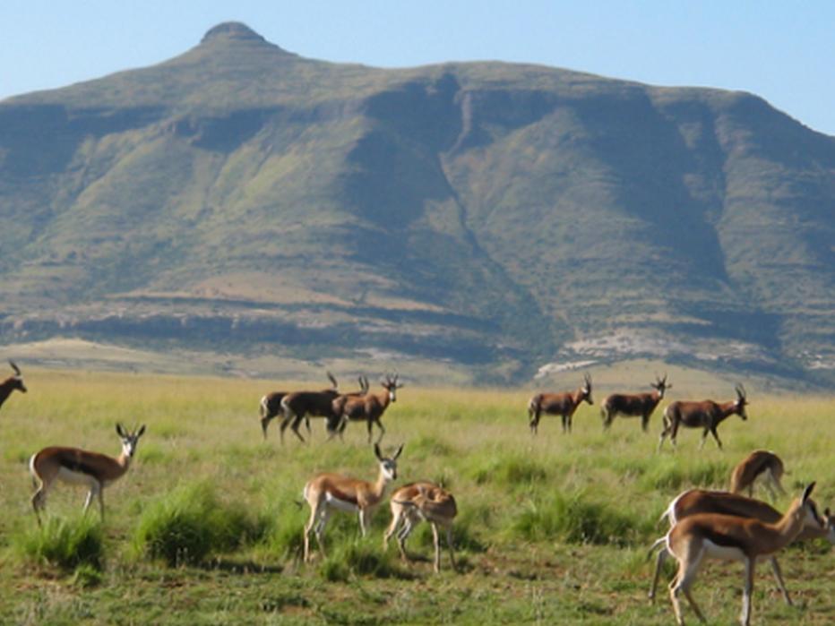 Moolmanshoek Private Game Reserve Hotel Ficksburg Εξωτερικό φωτογραφία